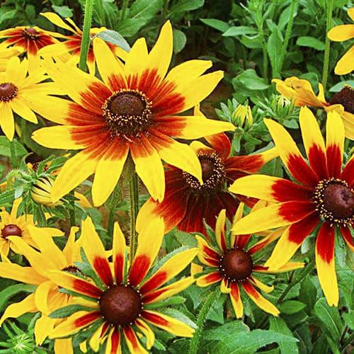 Насіння Рудбекія Осінній ліс Florium - фото 2