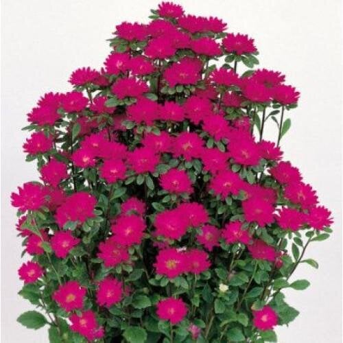 Семена цветов Астра Serenade Deep Rose Sakata 500 шт. (BN06556-2)