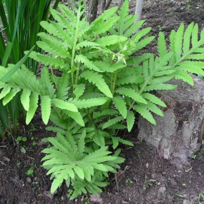 Папоротник Оноклея чувствительна (RO20016)