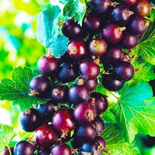 Сажанец Йо шт.а гибрид смородины-крыжовника Бонн ранний срок созревания (36901)