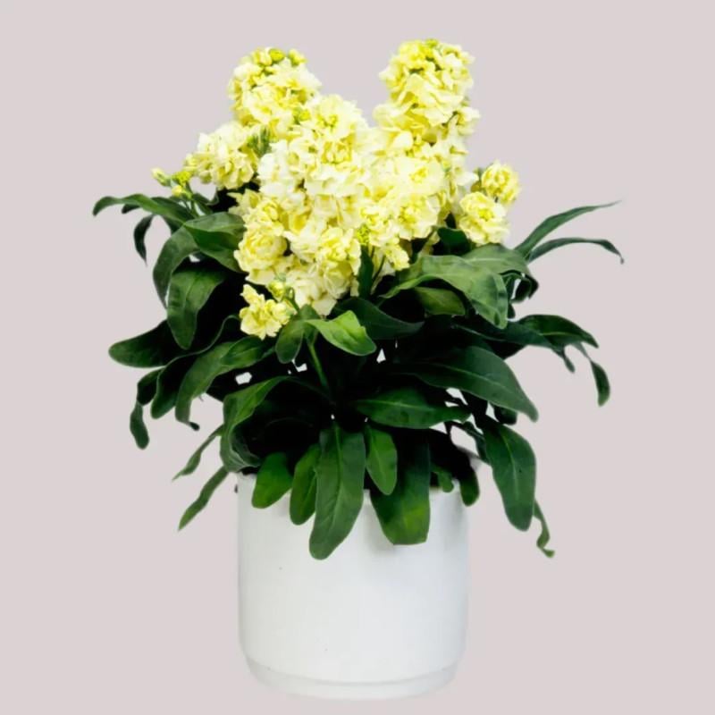 Семена цветов Левкой низкий Cinderella Yellow Takii 50 шт. (BN08903-3)