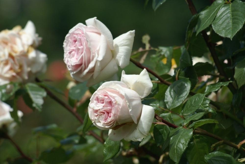 Троянда Prince Jardinier Чайно-гібридна в контейнері (2669458633) - фото 5 Троянда Prince Jardinier Чайно-гібридна в контейнері (2669458633) - фото 5