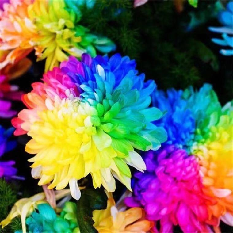 Семена австралийской радужной хризантемы 20 шт. - фото 2 Семена австралийской радужной хризантемы 20 шт. - фото 2