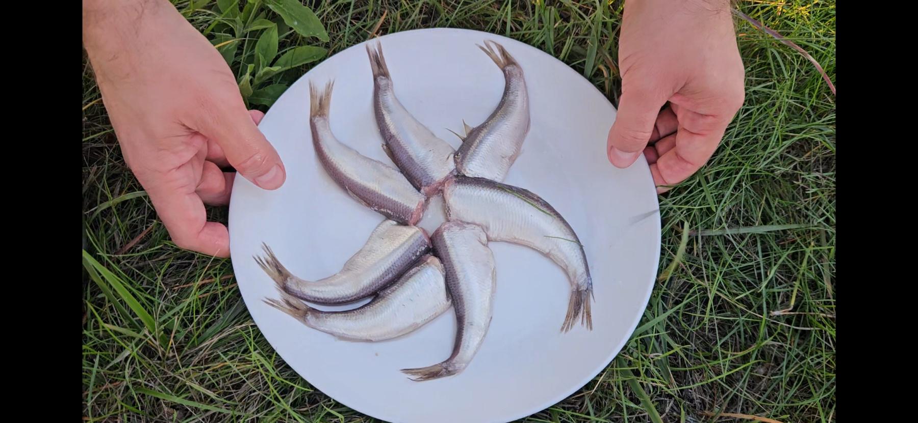 Рыбные консервы сюрстреминг Röda Ulven Surströmming 650 г (2665584211) - фото 3 Рыбные консервы сюрстреминг Röda Ulven Surströmming 650 г (2665584211) - фото 3