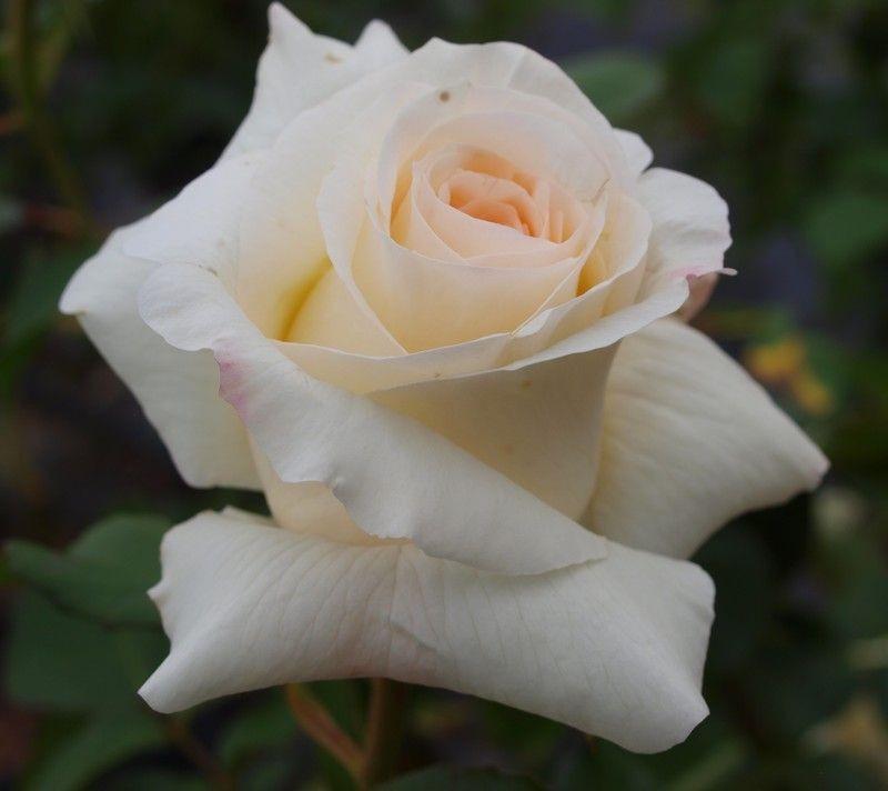 Троянда Шневальзер Плетиста (2558766773) - фото 2 Троянда Шневальзер Плетиста (2558766773) - фото 2