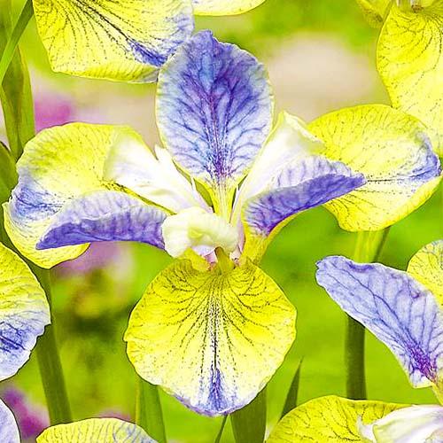 Ірис Florium Sibirica Tipped in Blue (18425)