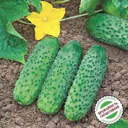 Насіння Огірок Florium Кібрія F1 (4214) - фото 3