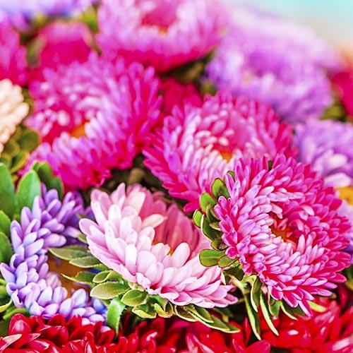 Семена Астра Florium Крестелла Бордюрная (17451) Семена Астра Florium Крестелла Бордюрная (17451)