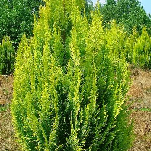 Кипарисовик лавсона Ivonne 160-180 см (29294233)