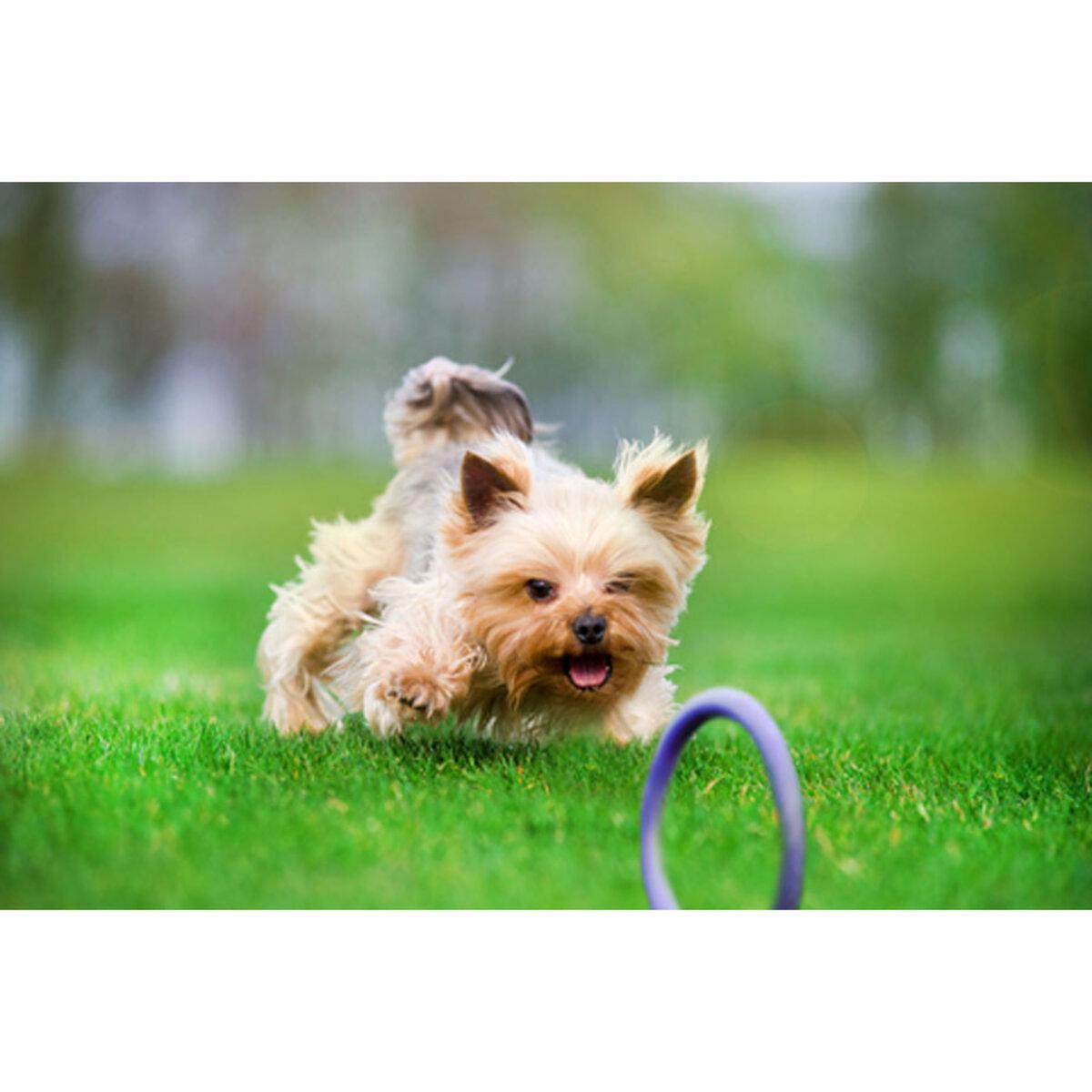 Тренувальний снаряд для собак PULLER Micro D 12,5 см (25881217) - фото 8 Тренувальний снаряд для собак PULLER Micro D 12,5 см (25881217) - фото 8