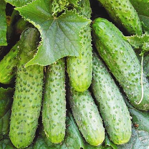 Семена Огірок Florium Ніжинський (8900)