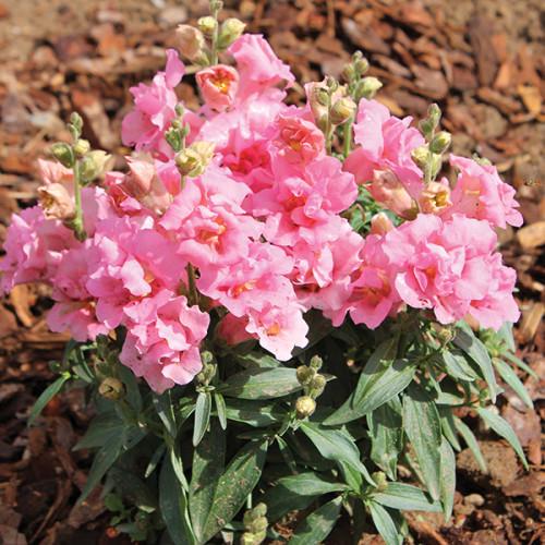 Семена цветов Hem Genetics Львиный зев Twinny Rose 500 шт. (BN09160-2)