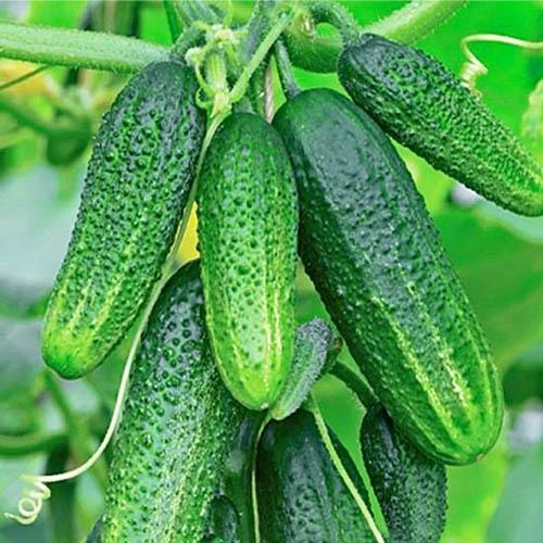 Семена Огірок Florium Коні F1 (13370)