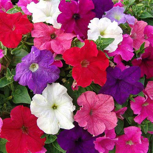 Семена Петуния Florium Уникум смесь (22150)