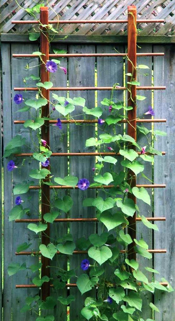 Шпалера садовая из дерева Нотанг Савоярди (ШПЛ-001815)