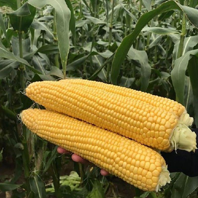 Насіння Кукурудза Цукрова Clause DRAYVER R F1 5 000 шт. (2289750668.5) Насіння Кукурудза Цукрова Clause DRAYVER R F1 5 000 шт. (2289750668.5)