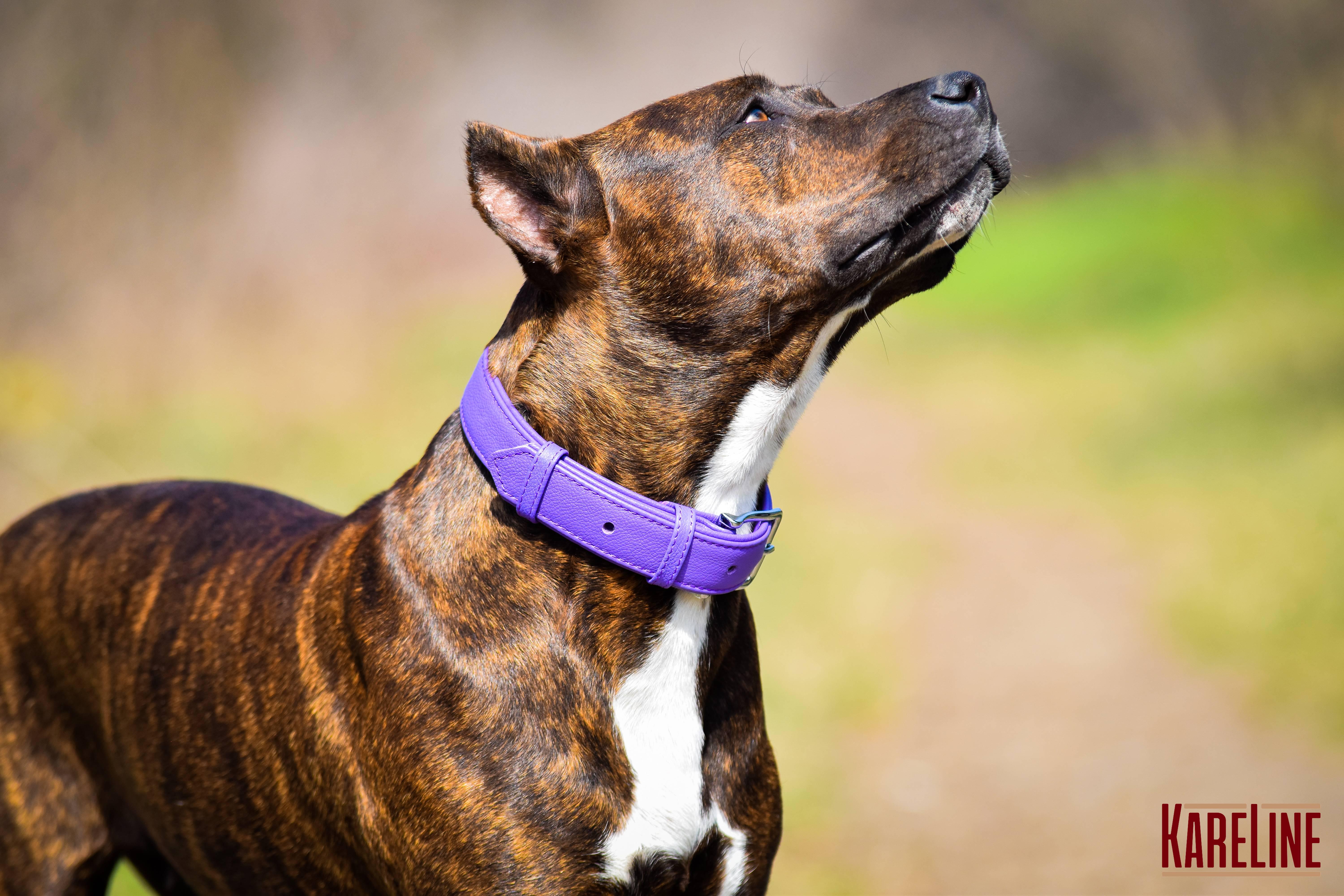 Ошейник KareLine из натуральной кожи 16 мм 260-310 мм Фиолетовый (8021/9) - фото 5 Ошейник KareLine из натуральной кожи 16 мм 260-310 мм Фиолетовый (8021/9) - фото 5