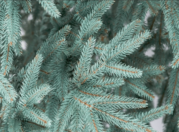 Елка литая Альпийская 1,5 м Голубой - фото 5 Елка литая Альпийская 1,5 м Голубой - фото 5