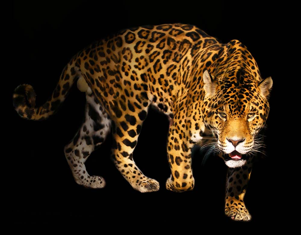 Фотообои WS Wallpaper Тигр 270x160 см (110091) Фотообои WS Wallpaper Тигр 270x160 см (110091)