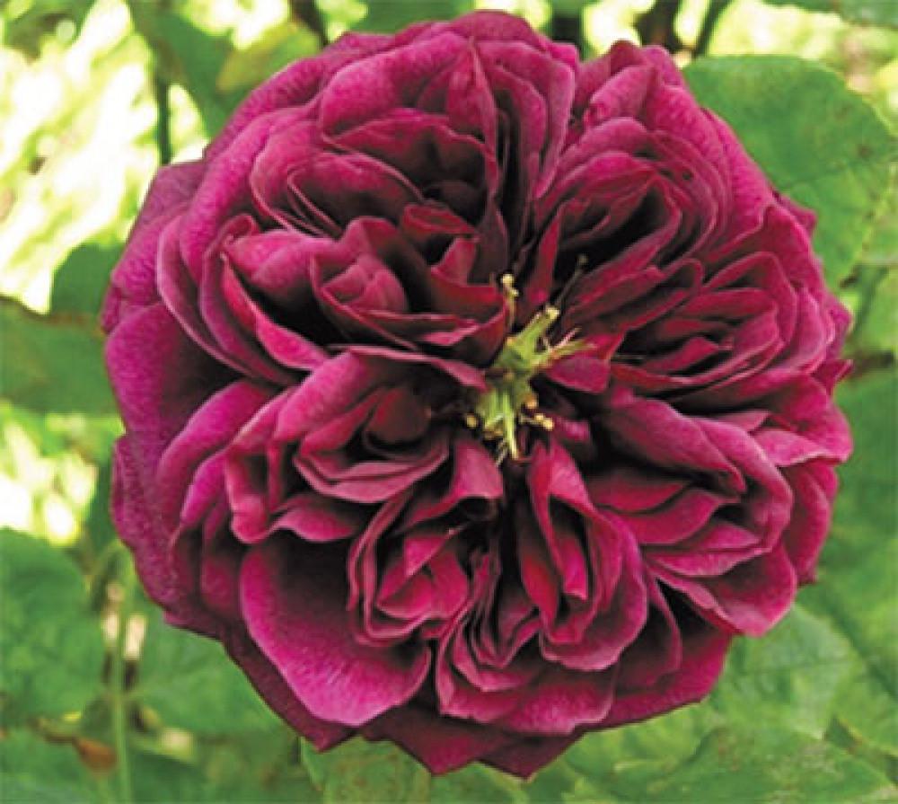 Роза английская The Prince (2669431385) - фото 3