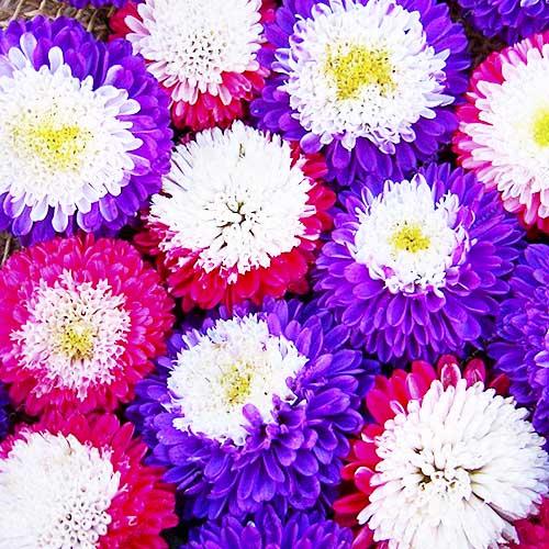 Насіння Астра Florium Помпон суміш (6066)