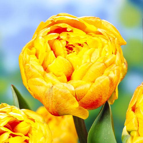 Тюльпан Florium Double Beauty of Apeldoorn (9756)