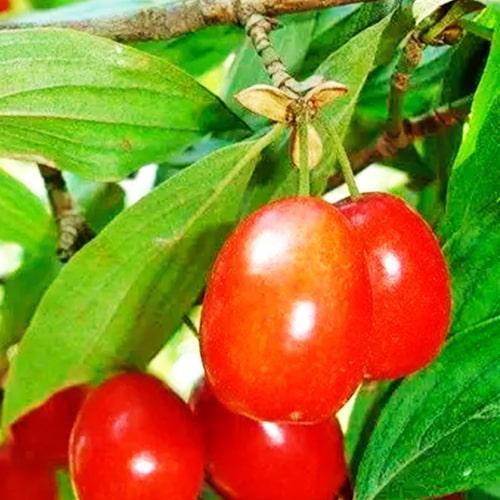 Сажанец Кизил Коралловый розовый (35872)
