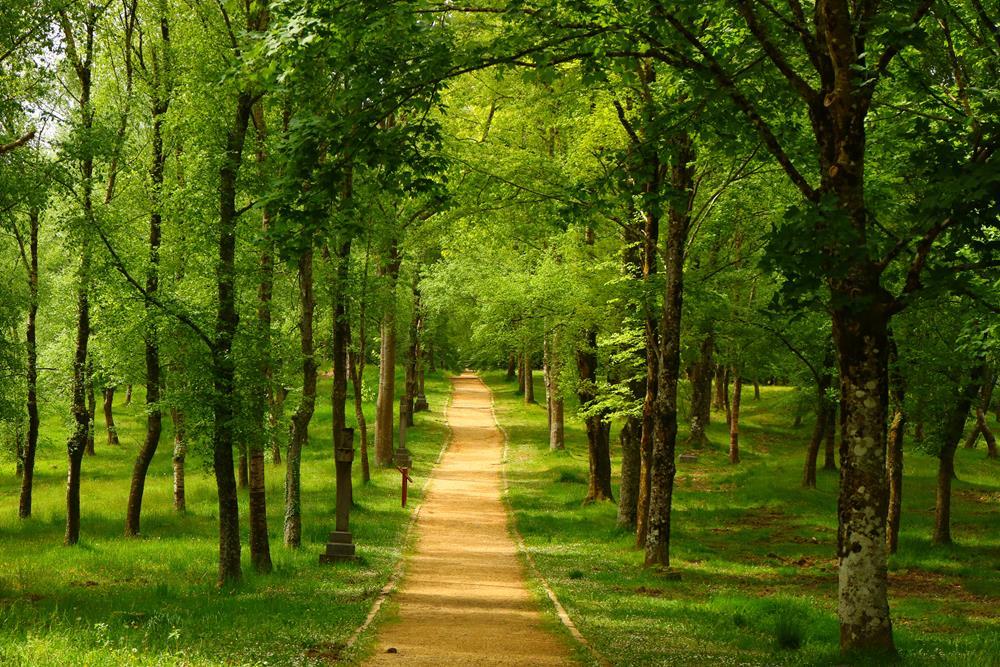 Картина на холсте Природа 50х70 см (N337)