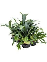 Папоротник комнатный Платицериум 12/40 см (2683789060) - фото 2 Папоротник комнатный Платицериум 12/40 см (2683789060) - фото 2