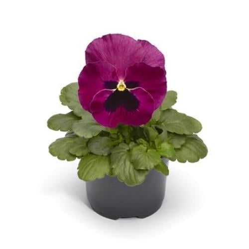Семена цветов Виола Fino F1 Rose with Blotch Syngenta 100 шт. (BN08434-3)