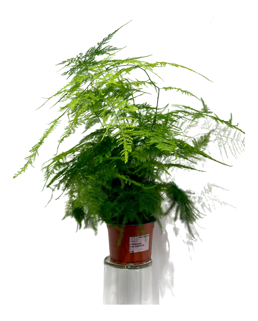 Рослина Аспарагус 12/40 (13964789)