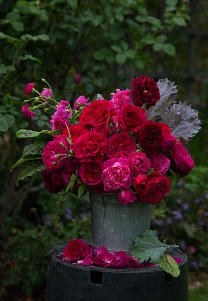 Роза английская Velet Оthello в контейнере (2558773416) - фото 3 Роза английская Velet Оthello в контейнере (2558773416) - фото 3