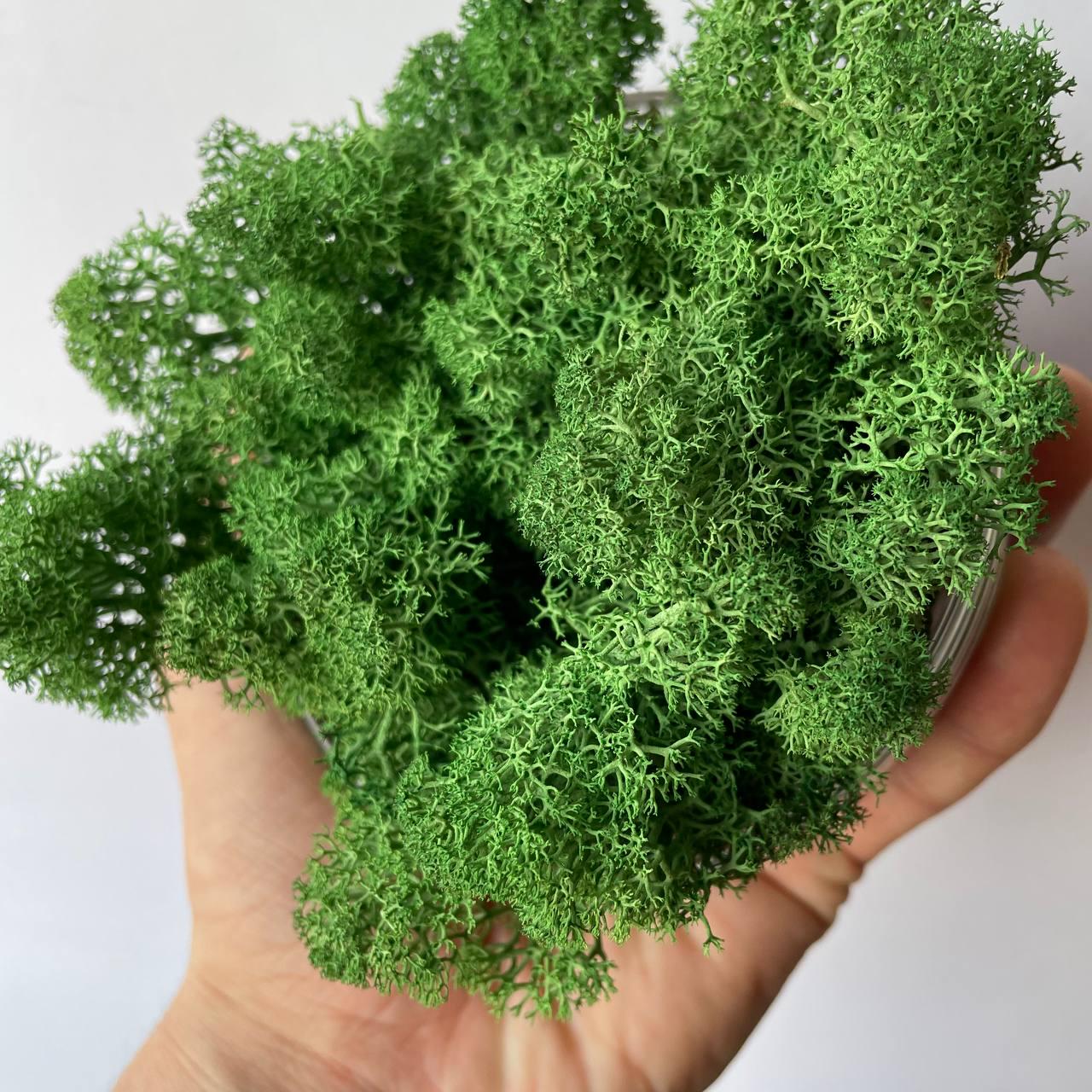 Мох стабілізований норвезький ягель 2 кг Темно-зелений (27321107) - фото 4