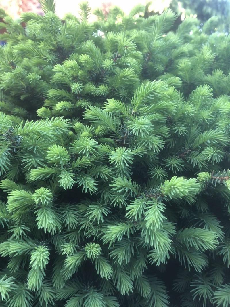 Ялина сербська Керел С2 (2669484287) - фото 2 Ялина сербська Керел С2 (2669484287) - фото 2