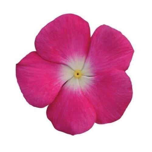 Семена цветов Катарантус розовый TITAN F1 ROSE HALO PanAmerican 50 шт. (BN00645-3)