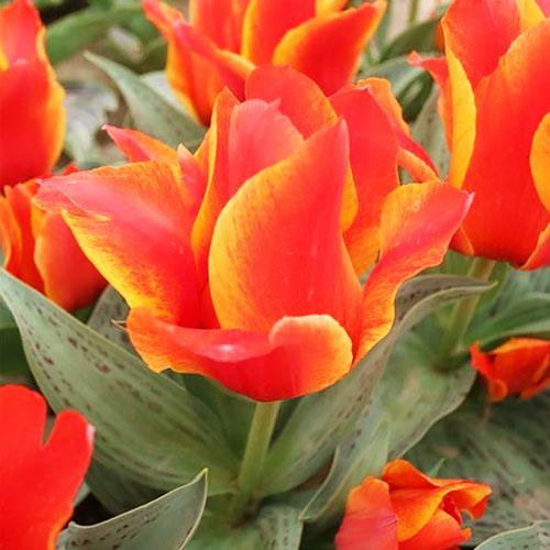 Тюльпан Florium Compostella (11089)