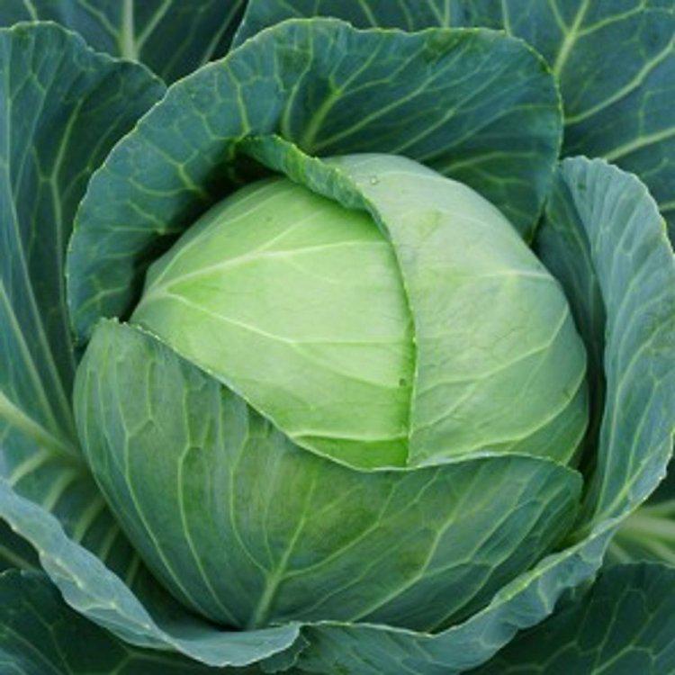 Семена капусты белокочанная Лангедейкер 1 г (38814)