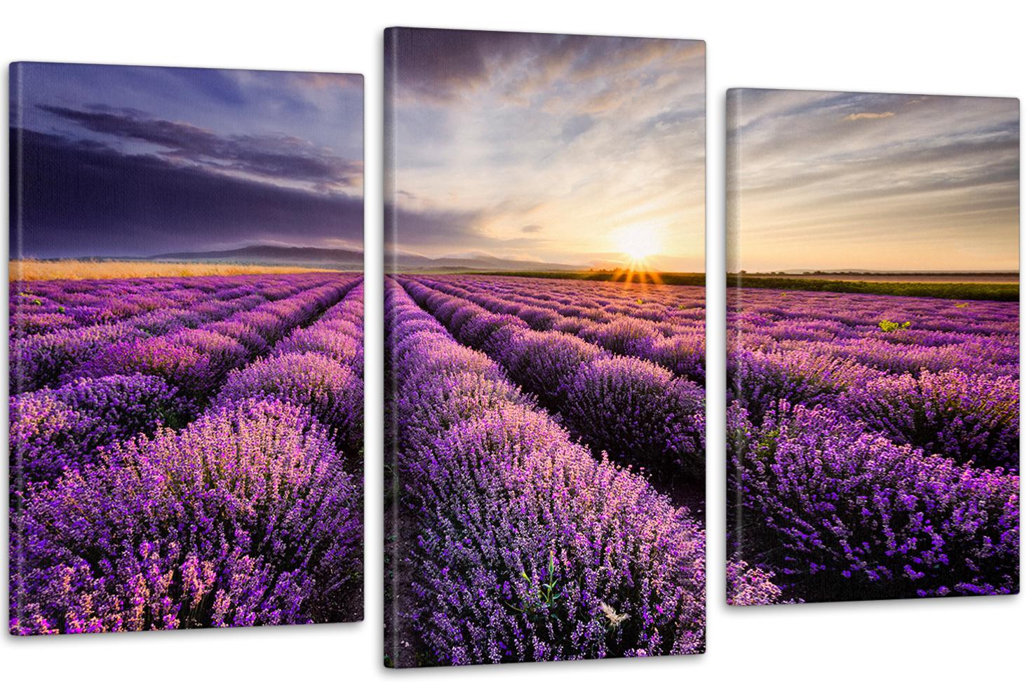 Картина модульная в гостиную/спальню Лавандовое Поле 100х150 см (Art-634_3)