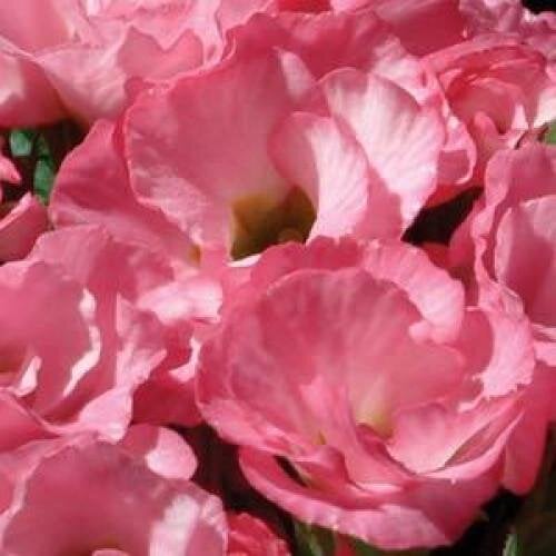 Семена цветов Примула бесстебельная PRIMLET PINK SHADES (BN03075-3)