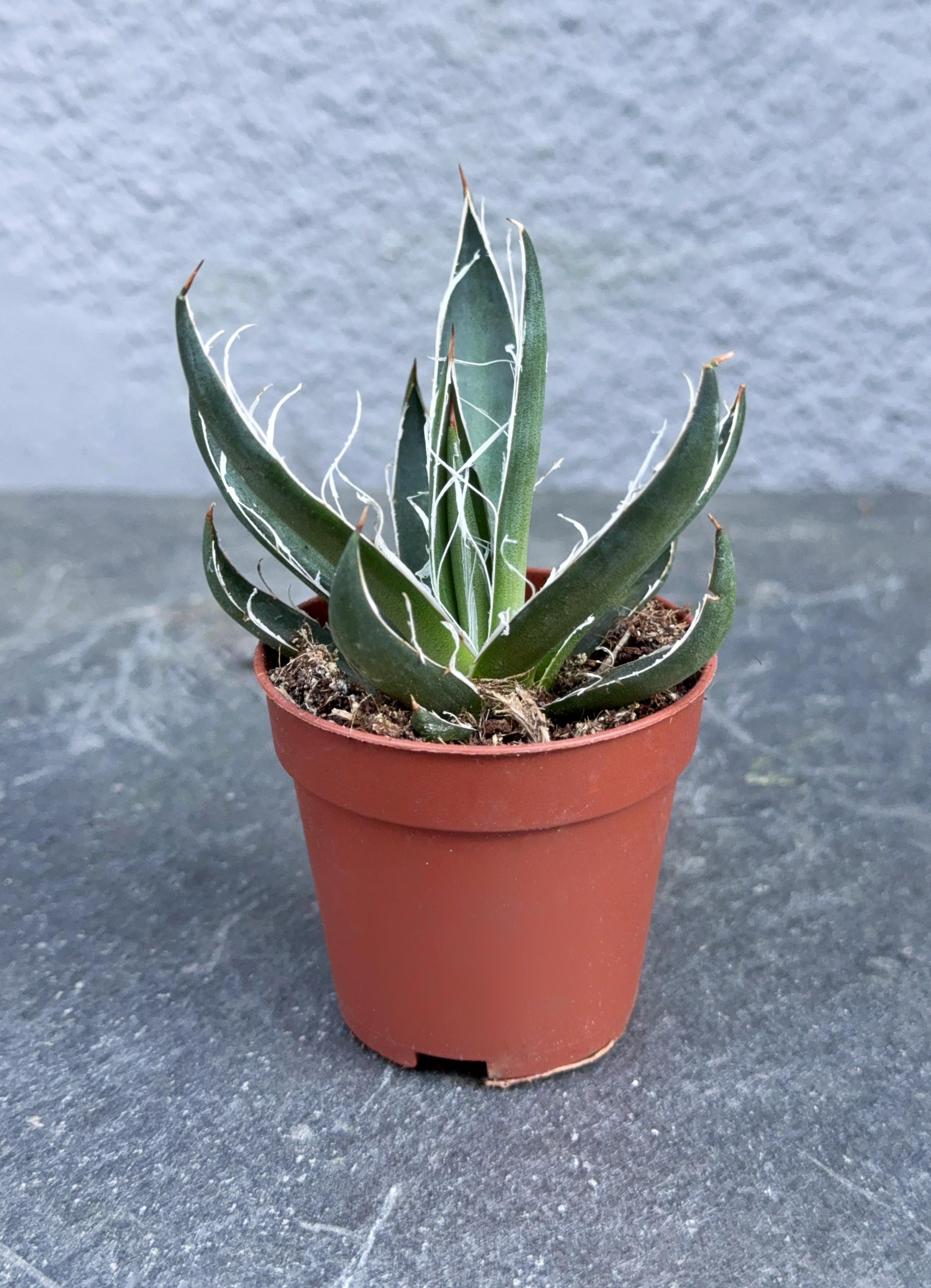 Сукулент Агава нитеносная Agave filifera 5 см