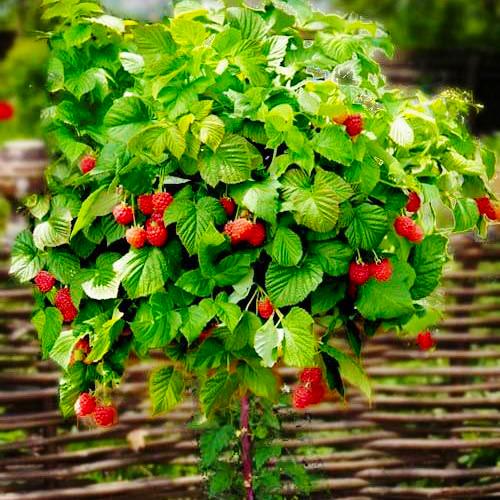 Саженец малины (1120889782)