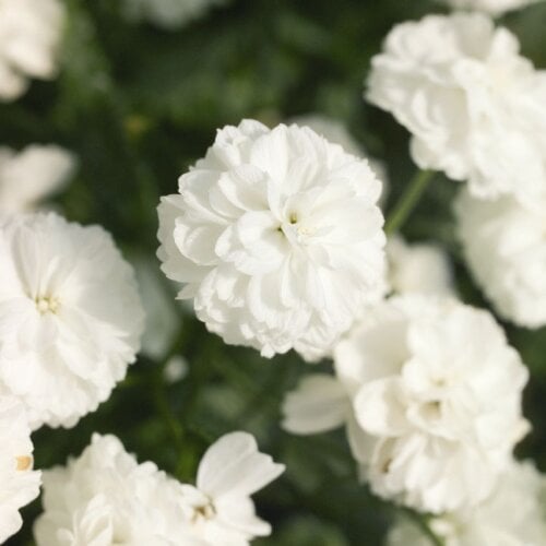 Семена цветов Тысячелистник Marshmallow Benary 10 шт. (BN11738-4)