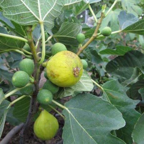 Саджанець інжиру Kadota самоплідний ремонтантний скороплідний (610709884) - фото 3 Саджанець інжиру Kadota самоплідний ремонтантний скороплідний (610709884) - фото 3