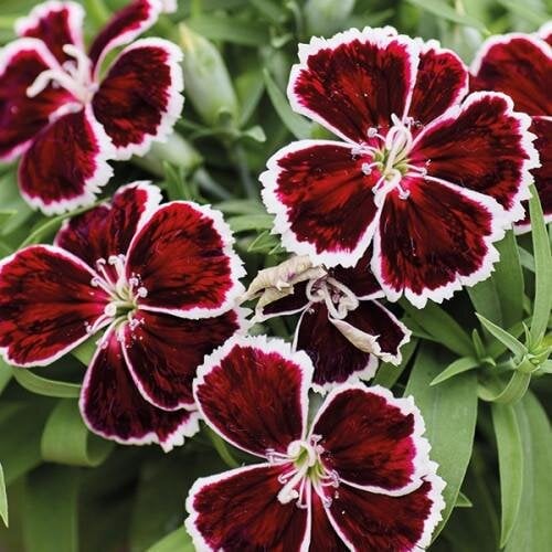 Семена цветов Гвоздика китайская HemGenetics Diana Crimson Bicolor 50 шт. (BN13089-3)