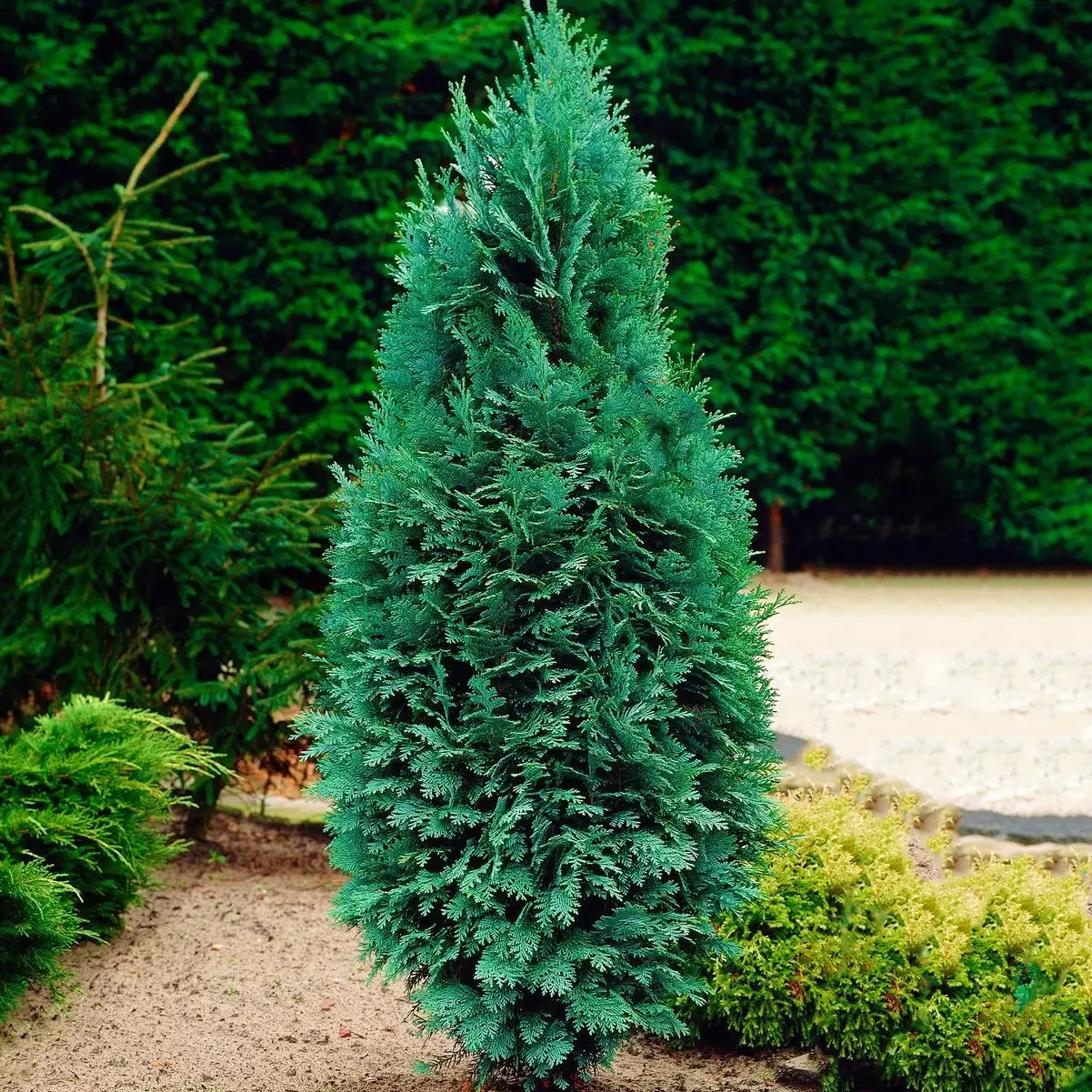 Саджанець Кипарисовика горщик р9 (2037355069)