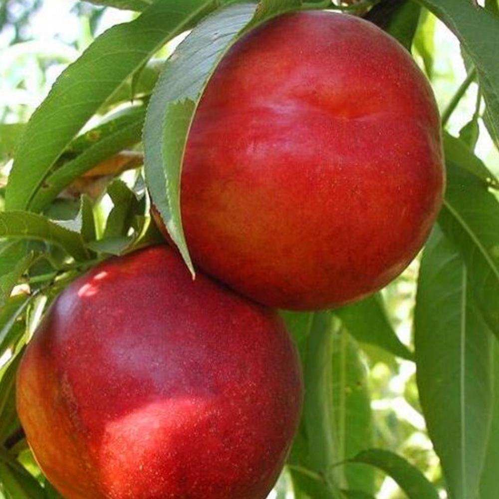 Саджанець колоновидного нектарину на штамбі (14965267)