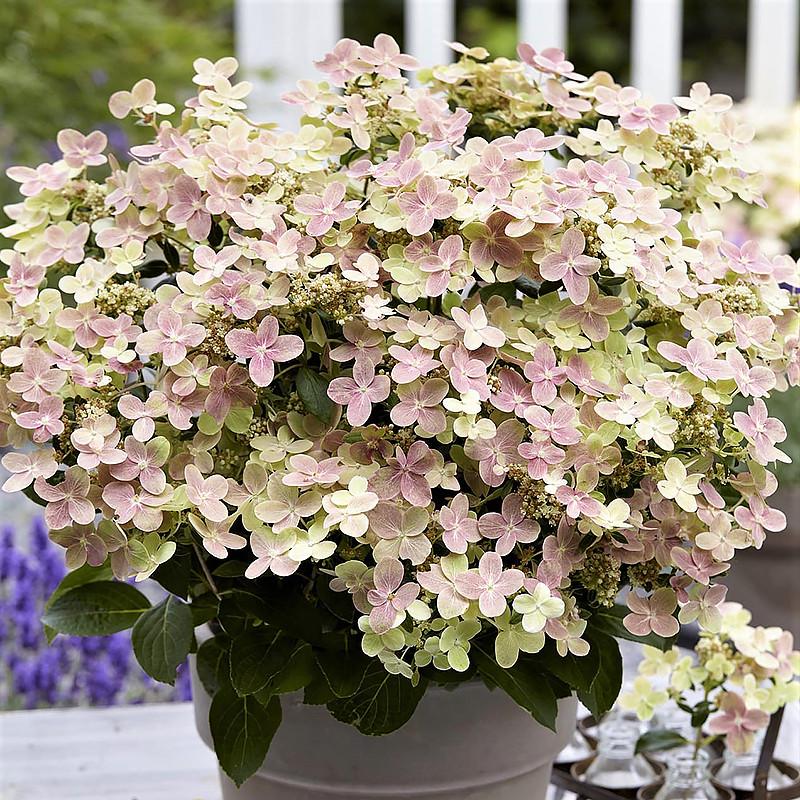 Саджанець гортензії метильчастої Полістар Hydrangea paniculata Polestar Р9 (1728283279)