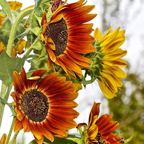 Семена Подсолнечник Florium Вечернее солнце (4979) - фото 2