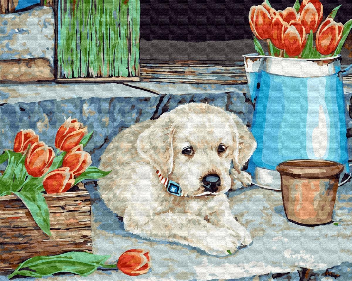 Картина по номерам Brushme GX21481 Щенок лабрадора 40x50 см (1312186192) Картина по номерам Brushme GX21481 Щенок лабрадора 40x50 см (1312186192)