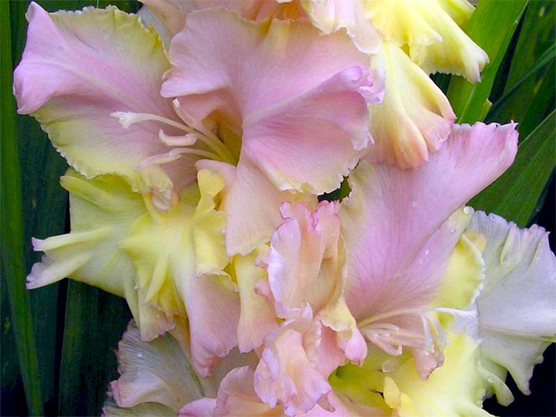 Гладіолус Саммер Джой Summerjoy 3 шт. (38295165)